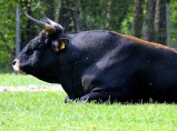 Закупаем быков и коров на убой, Самара / Самара